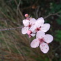 Tree_blossom_2