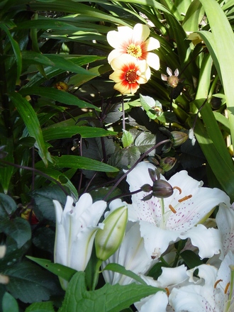 A garden flower photo