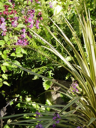 A garden flower photo