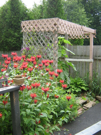 fireworks!! (Monarda didyma (Bergamot))