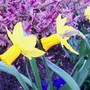 Jetfire (Narcissus cyclamineus (Daffodil))