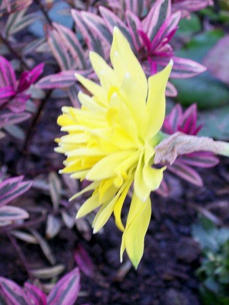 Rip van Winkle (Narcissus)