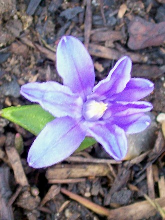 Glory of the Snow - although we have'nt had any this year! (Chionodoxa luciliae (Glory of the snow))