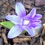 Chionodoxa luciliae (Glory of the snow)