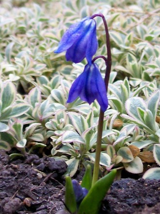 Scilla (Scilla siberica)