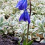 Scilla siberica