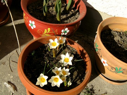 Crocus chrysanthus (snow bunting) (Crocus chrysanthus (Crocus) (snow bunting))