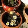 Crocus chrysanthus (snow bunting) (Crocus chrysanthus (Crocus) (snow bunting))