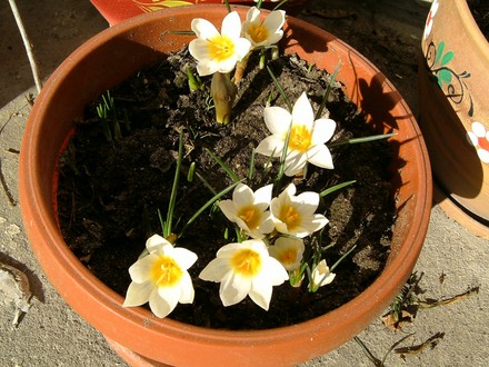 Crocus chrysanthus (snow bunting) (Crocus chrysanthus (Crocus) (snow bunting))