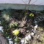 Primula variabilis