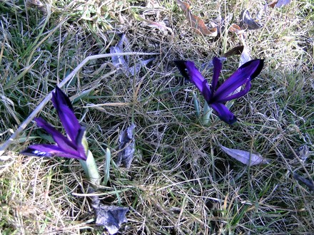 Iris reticulata 25 Feb 2008. (Iris reticulata (Iris))