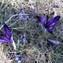 Iris reticulata 25 Feb 2008. (Iris reticulata (Iris))