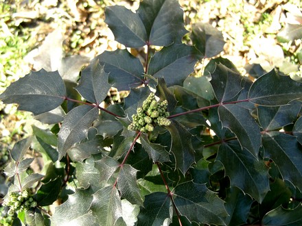 Mahonia 28th Feb 2008 (Mahonia aquifolium (Oregon grape))
