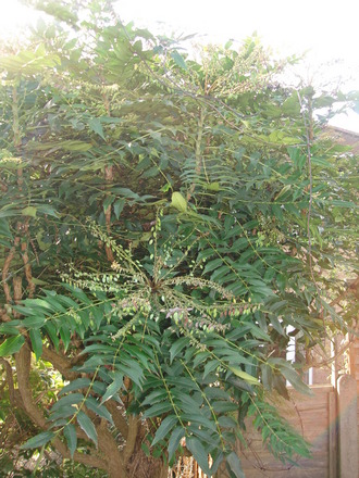 mahonia (Mahonia aquifolium (Oregon grape))