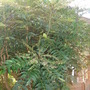 mahonia (Mahonia aquifolium (Oregon grape))