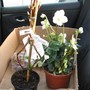 The_best_back_seat_passengers