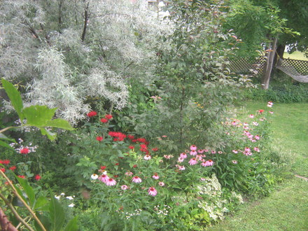 north fencewall of my garden.