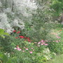north fencewall of my garden.