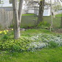 violets...May's the month