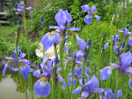 Blue Flag Iris...in bloom (blue flag iris)