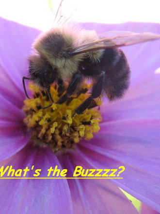 thebuzz.jpg
