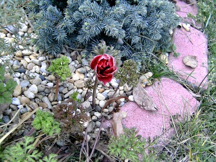 Anemone 28th Feb (Anemone de Caen)