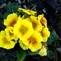 Primula variabilis