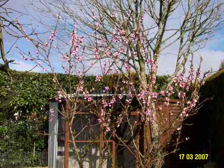 Nectarine Tree