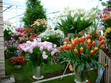Bloms Bulbs Chelsea 2006