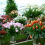 Bloms Bulbs Chelsea 2006