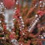 Calluna vulgaris 'Prostrate orange' heather (Calluna vulgaris)