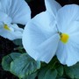 White Pansie....