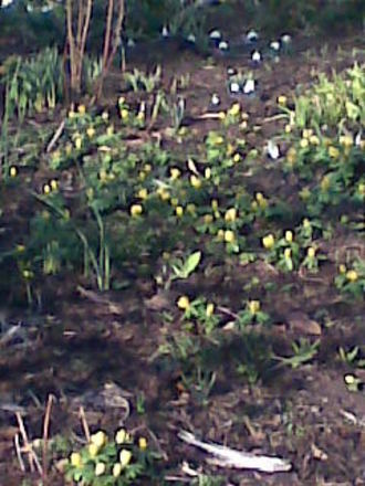 Winter aconites