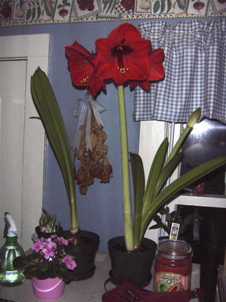 Amaryllis in bloom  (Amaryllis 'Red lion')