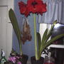 Amaryllis in bloom  (Amaryllis 'Red lion')