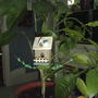 Lemon tree (Citrus × limon)