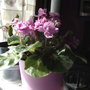 2008-02-29_african_violet_saintpaulia_ionantha