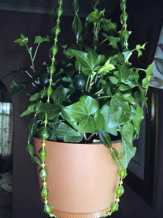 Needlepoint Ivy (Hedera Helix 'Needlepoint') (Hedera helix 'Needlepoint')
