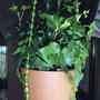 Hedera helix 'Needlepoint'
