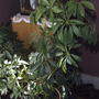 2008-02-29_pittosporum