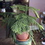 2008-02-29_norfolk_pine_tree