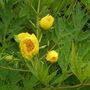 TREE PEONY