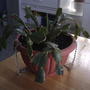 Christmas cactus (Schlumbergera truncata)