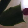 New buds (Schlumbergera truncata)