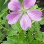 Geranium Edith May