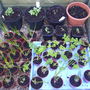 Coldframe