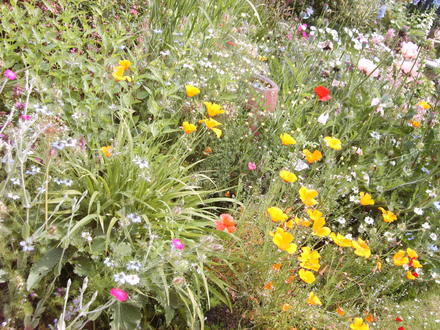 A snap of my 'island' bed in about May/June 2007
