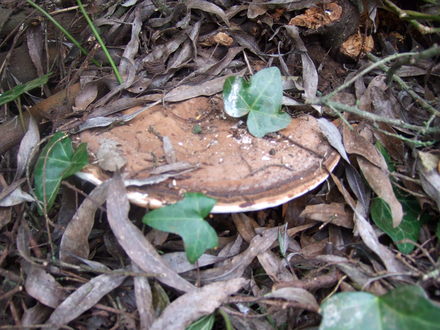 Fungus on Ceanothus (Ceanothus thyrsiflorus repens)
