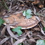 Fungus_on_ceanothus