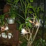 Night Blooming Cereus